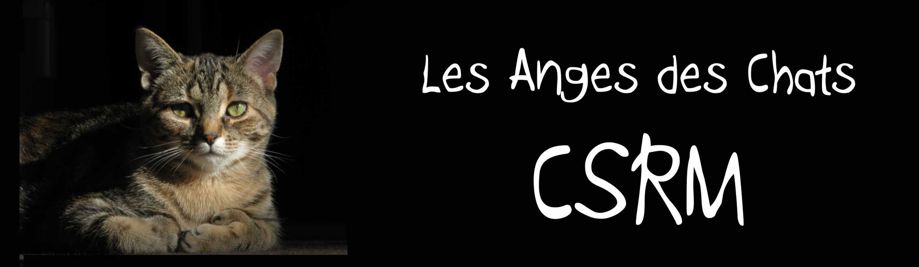 Les_anges_des_chats